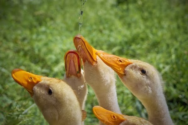 Reasons Why Ducks Are Aggressive
