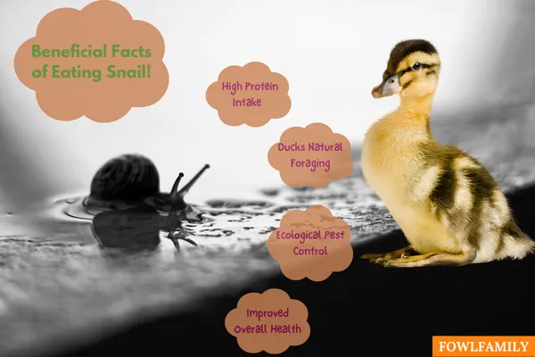 Beneficial Facts of eating snail