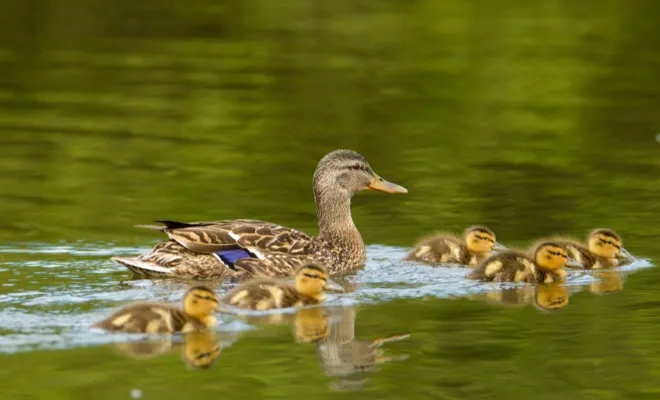 Best Duck Breeds For Pet