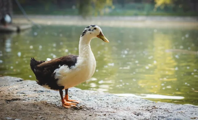 Black And White Magpie Duck – Everything You Need To Know