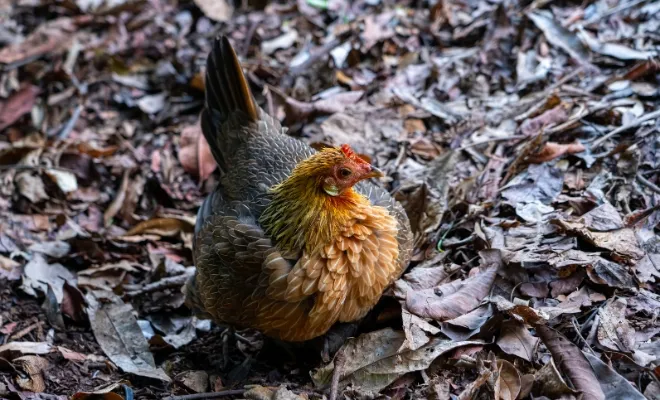 Black Copper Maran Chicken