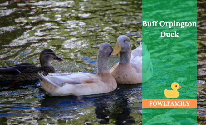 Buff Orpington Duck – An Ideal Domestic Fowl!