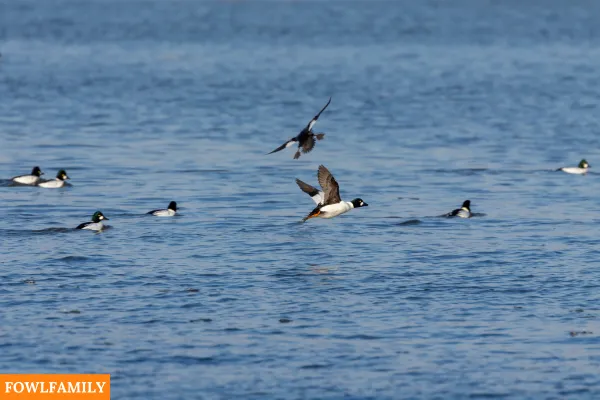 Bufflehead Diet During Migration