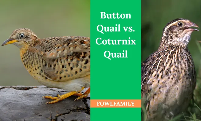 Everything In A Nutshell About Button Quail vs. Coturnix Quail