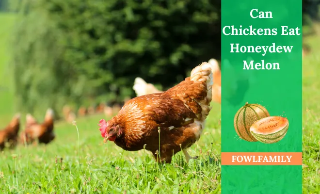 Can Chickens Eat Honeydew Melon? Yes, But In Moderation!