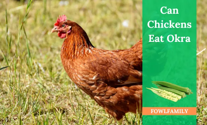 Can Chickens Eat Okra? (+8 Health Benefits)