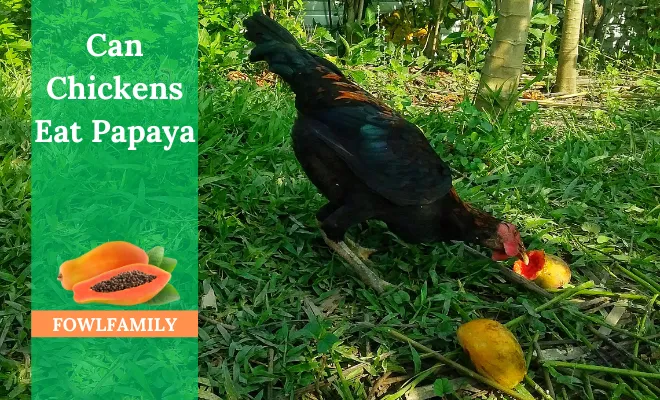 Can Chickens Eat Papaya? 5 Health Benefits Ensured!