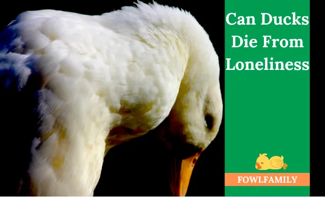 Can Ducks Die From Loneliness? Yes, They Cannot Survive Alone!