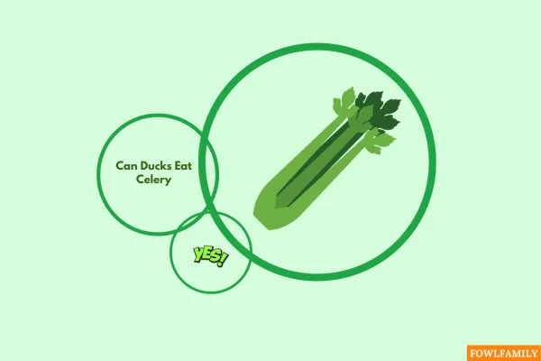 Can Ducks Eat Celery