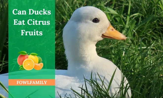 Can Ducks Eat Citrus Fruits? No, They Are Highly Acidic!