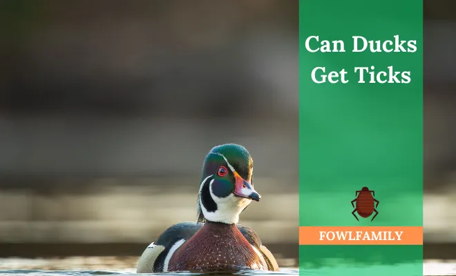 Can Ducks Get Ticks? Yes, It’s Common!