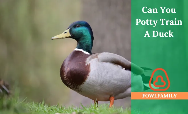 Can You Potty Train A Duck? No, You Can’t!