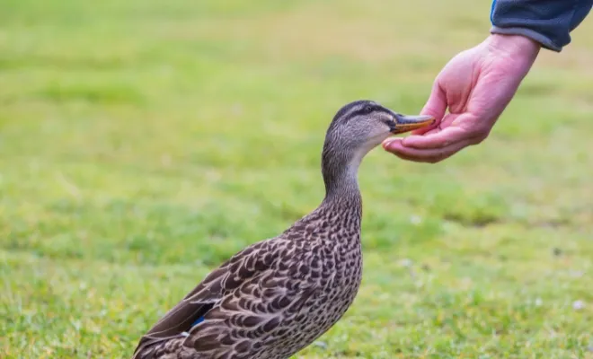 How To Make Nutrient-Rich Homemade Duck Feed?