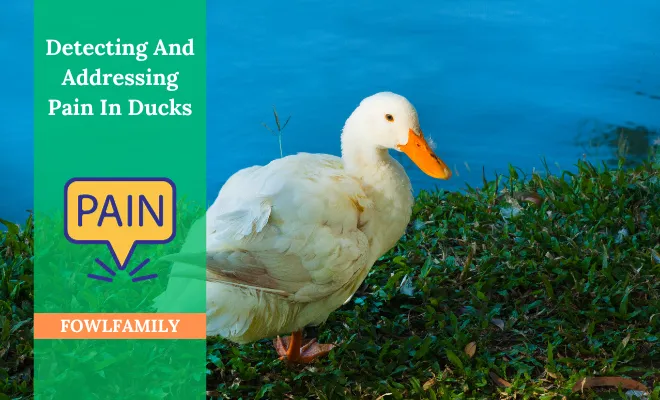 How Do You Know If A Duck Is In Pain? Let’s Address the Pain in Ducks!