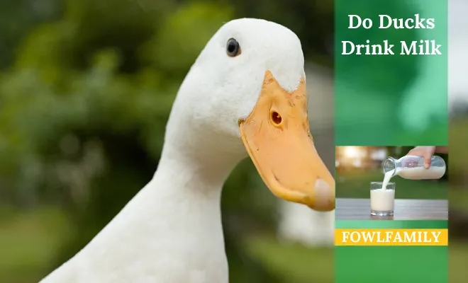 Do Ducks Drink Milk? No, They Are Lactose Intolerant!