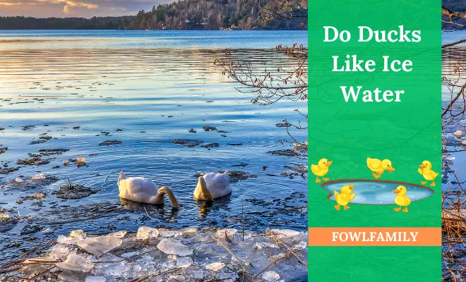 Do Ducks Like Ice Water? Absolutely Yes!