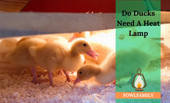 Do Ducks Need A Heat Lamp? 7 Heat Lamp Setup Tips