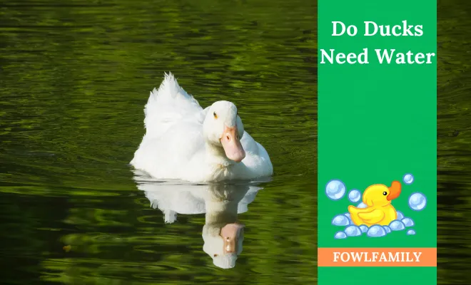 Do Ducks Need Water? Indeed, They Need Water
