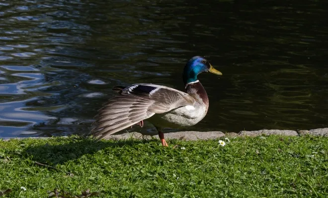 Why Do Ducks Stand On One Leg? To Regulate Temperature