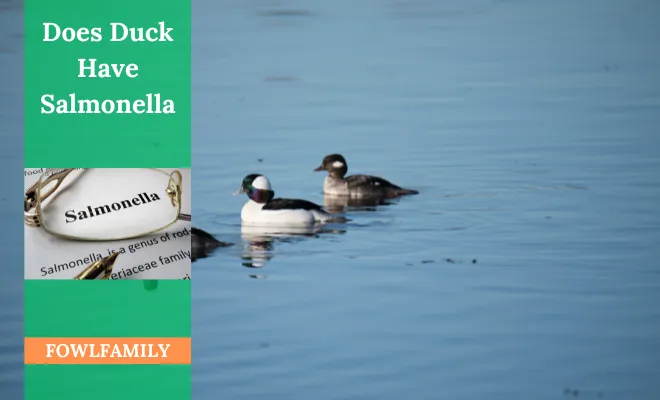 Does Duck Have Salmonella? 6 Symptoms To Watch Out For!