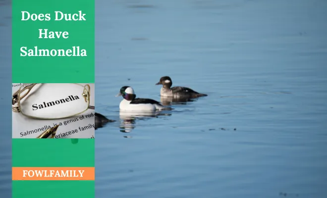 Does Duck Have Salmonella