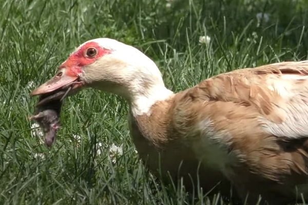 Ducks Eat Mice