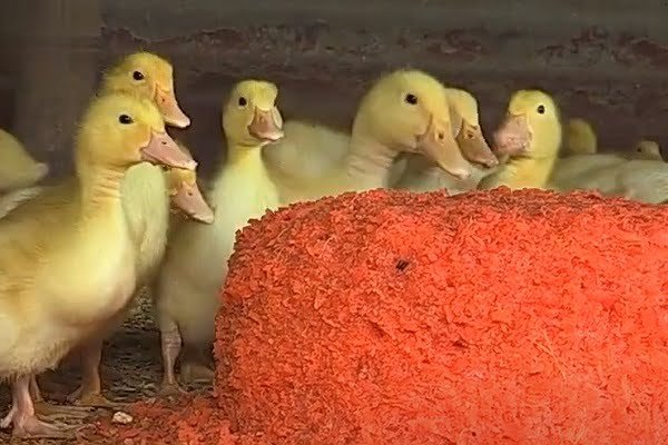 Ducks Eating Carrots