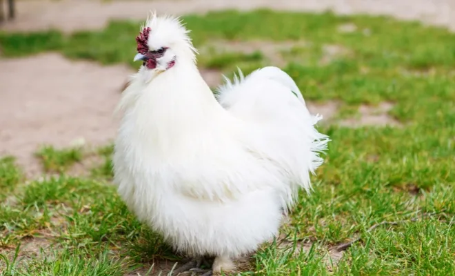 Fancy Feather Foot Chicken Breed