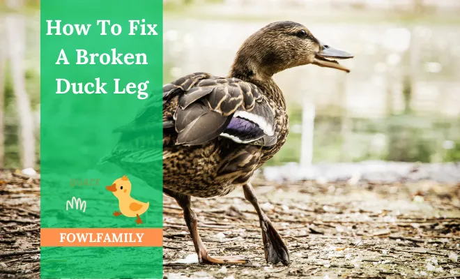 How To Fix A Broken Duck Leg? 3 Effective Treatments!