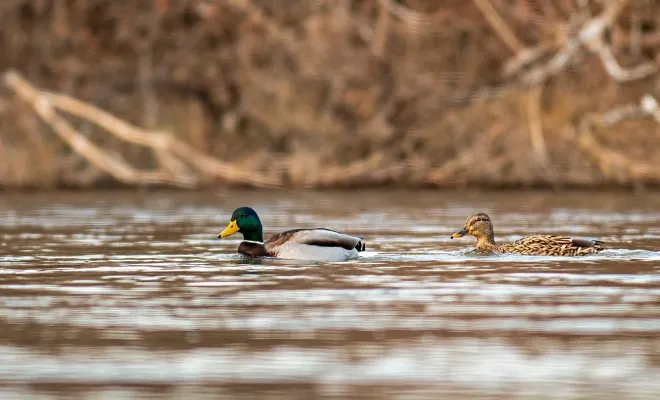 How To Keep Ducks From Spilling Water? 6 DIY Steps!