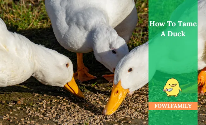 How To Tame A Duck? 9 Significant Ideas