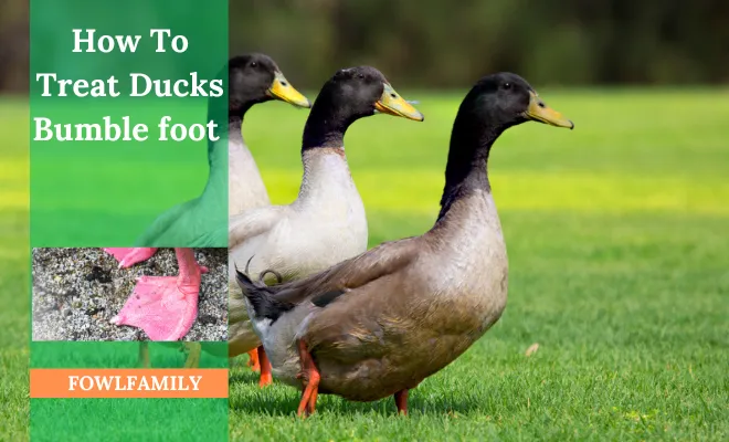 How To Treat Bumblefoot In Ducks: 6 Symptoms & 11 Steps To Cure!