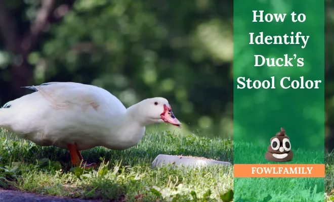Duck Poop Color Chart: How To Identify Unhealthy Ducks?