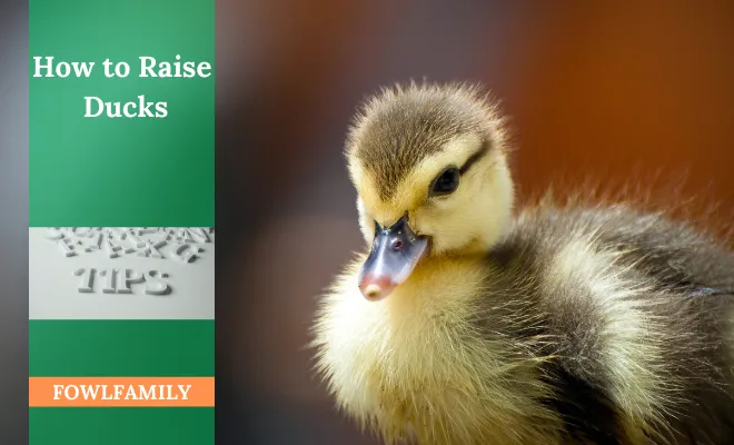 5 Must-Know Tips On Raising Ducks for Beginners