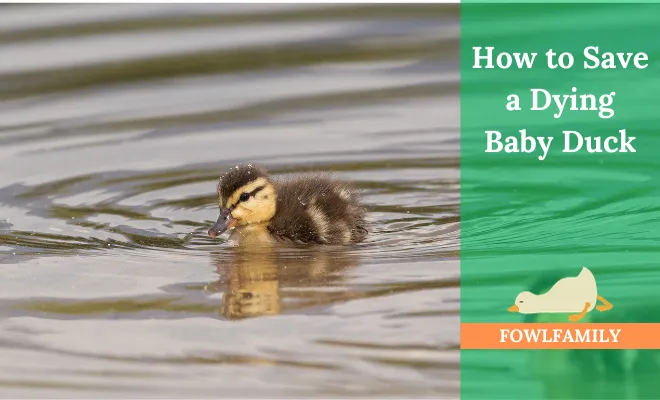 How To Save A Dying Baby Duck? 4 Instant Steps To Be Taken!