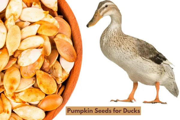 8 Seeds You Can Feed Your Duck - Seeds Diet For Duck!