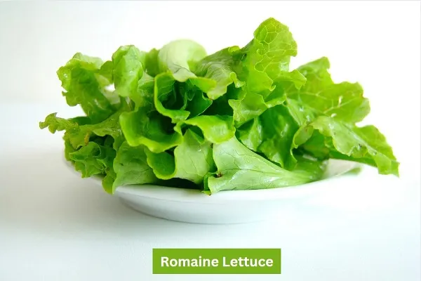 Romain Lettuce