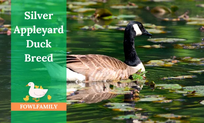 Silver Appleyard Duck Breed