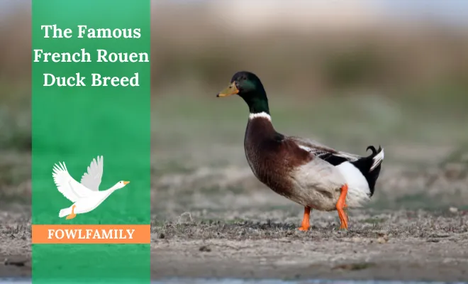 The Famous French Rouen Duck Breed