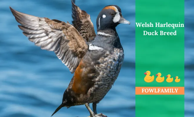 Welsh Harlequin Duck Breed: A Domesticated Duck Breed