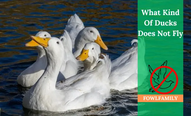 12 Kind Of Duck Breeds That Can’t Fly!