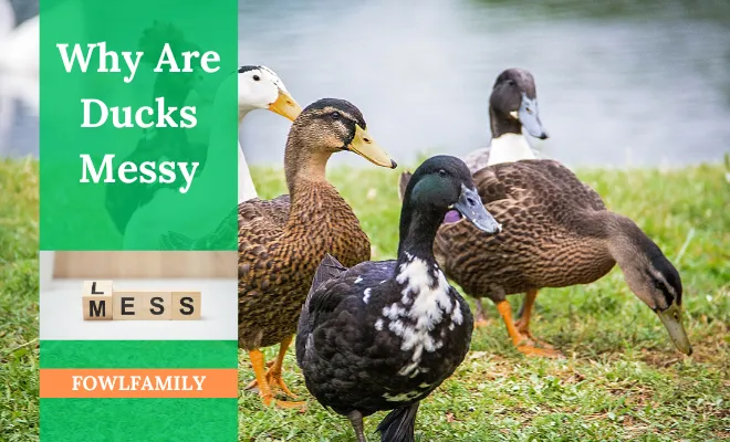 Why Are Ducks Messy? Portrayal Of 4 Reasons!