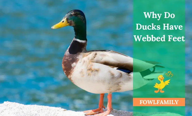 Why Do Ducks Have Webbed Feet? To Swim More Swiftly!