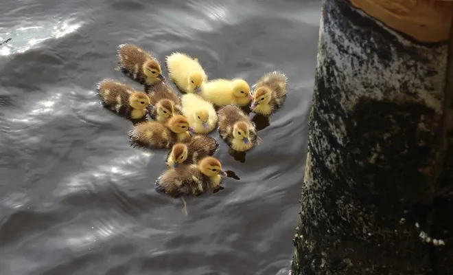 Why Does My Baby Duck Keep Chirping? Most Often To Communicate!