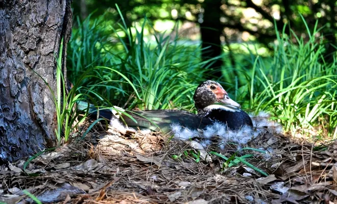 Will A Duck Return To A Disturbed Nest? They Won’t Until The Home Is safe!