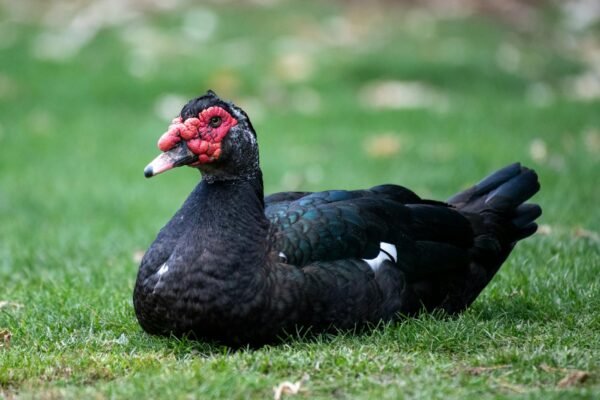 duck laying eggs