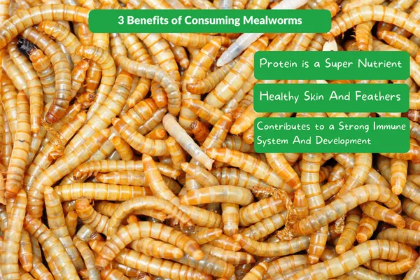 3 Benefits of Consuming Mealworms