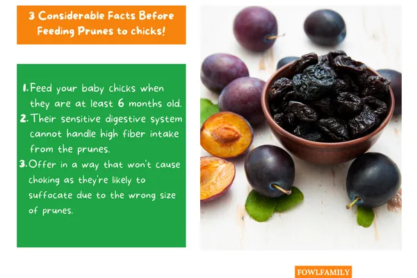 Considerable Facts Before Feeding!