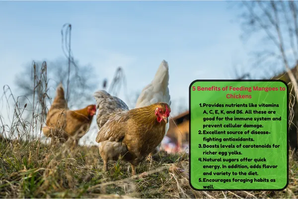 Benefits of Feeding Mangoes to Chickens