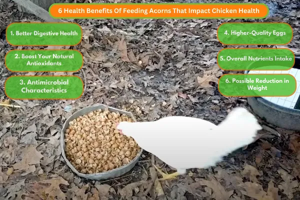 6 Health Benefits Of Feeding Acorns That Impact Chicken Health